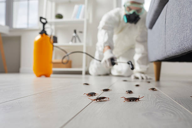 Commercial Kitchen Cockroach Control in Spanish Fork